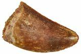Serrated Raptor Tooth - Real Dinosaur Tooth #371440-1
